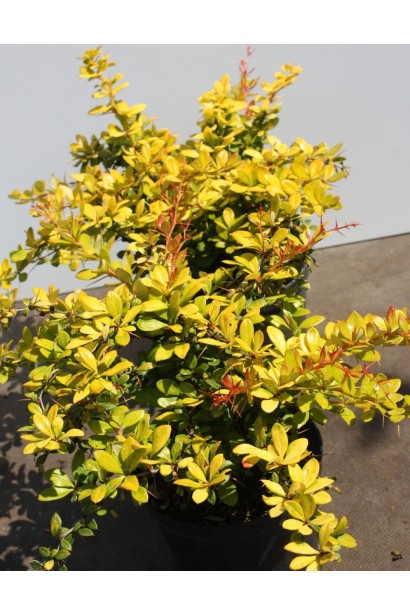 Барбарис середній Dual Jewel літнє забарвлення